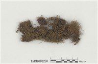 藏品(小曲尾苔屬)的圖片